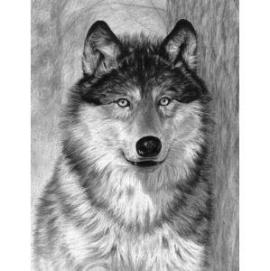 Royal & Langnickel Kreslenie podľa predlohy A4 Vlk